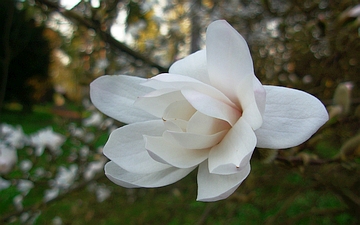 Magnolia gwiaździsta rozwój kwiatu