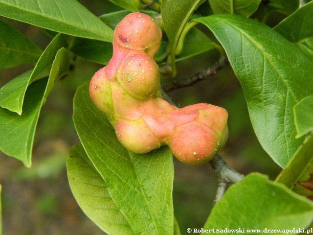 Magnolia japońska