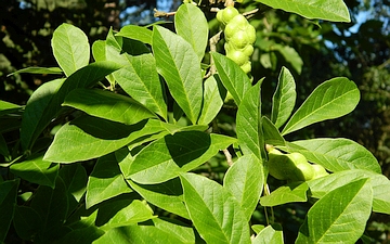 Magnolia japońska gałązka