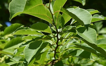 Magnolia japońska gałązka