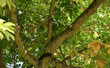 Magnolia japońska konary jesienią