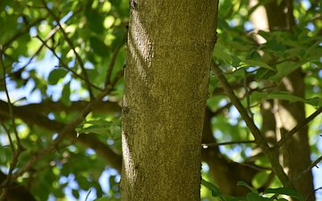 Magnolia japońska kora