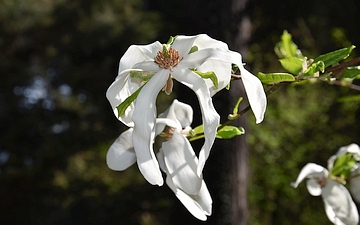 Magnolia japońska kwiat