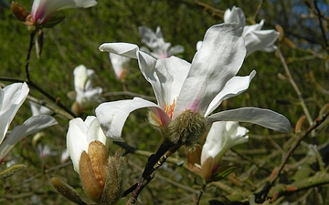 Magnolia japońska kwiat