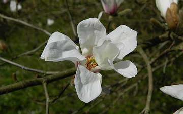 Magnolia japońska kwiat