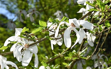 Magnolia japońska kwiaty