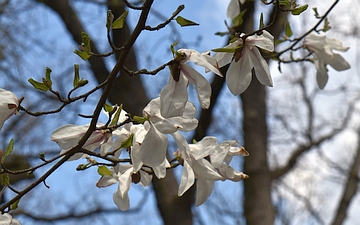 Magnolia japońska kwitnienie