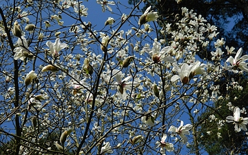 Magnolia japońska kwitnienie