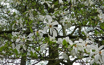 Magnolia japońska kwitnienie