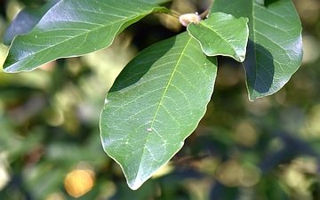 Magnolia japońska liść