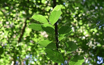 Magnolia japońska liście