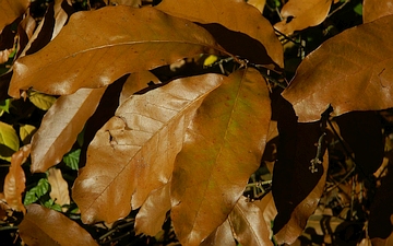 Magnolia japońska liście na jesieni