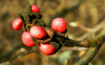 Magnolia japońska nasiona