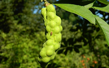 Magnolia japońska niedojrzały owoc