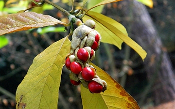 Magnolia japońska owoc z nasionami