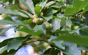 Magnolia japońska owoce