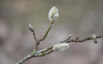 Magnolia japońska pąk