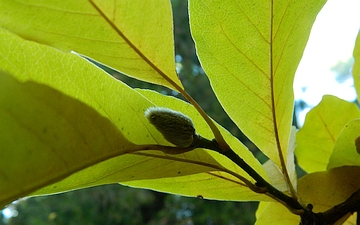 Magnolia japońska pąk jesienią
