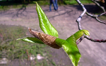 Magnolia japońska pierwsze liście