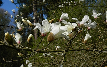 Magnolia japońska rozwój kwiatów