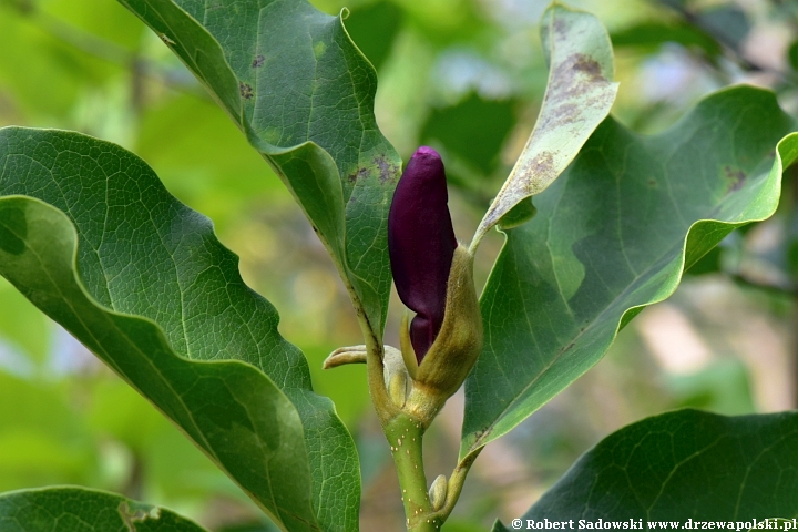 Magnolie ponawiają kwitnienie