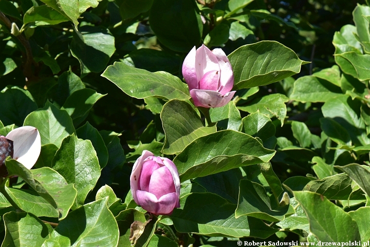 Magnolie ponawiają kwitnienie