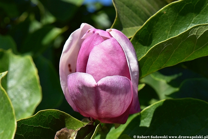 Magnolie ponawiają kwitnienie