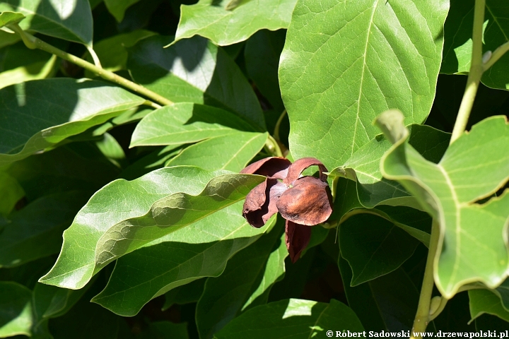 Magnolie ponawiają kwitnienie