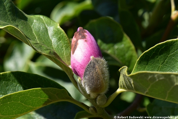 Magnolie ponawiają kwitnienie