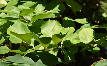 Magnolia naga gałązka jesienią