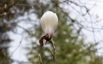 Magnolia naga kwiat