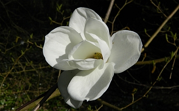 Magnolia naga kwiat