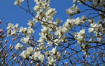 Magnolia naga kwitnienie