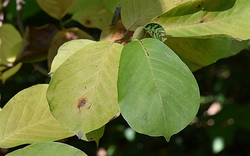 Magnolia naga liść jesienny