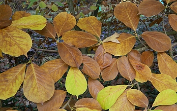 Magnolia naga liść jesienny