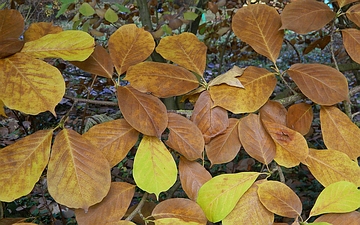 Magnolia naga liść jesienny