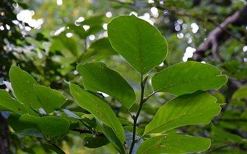 Magnolia naga liście od spodu