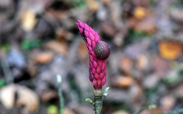 Magnolia naga owoc