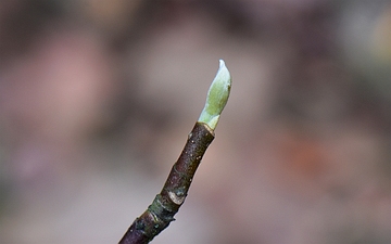 Magnolia naga pąk Magnolia naga pąk