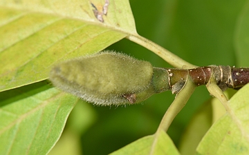 Magnolia naga pak jesienią