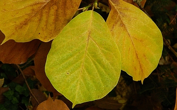 Magnolia naga przebarwienia