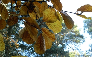 Magnolia naga przebarwienia