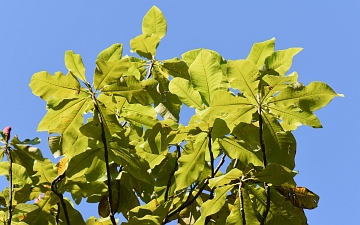 Magnolia parasolowata gałązka