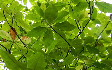 Magnolia parasolowata gałązka