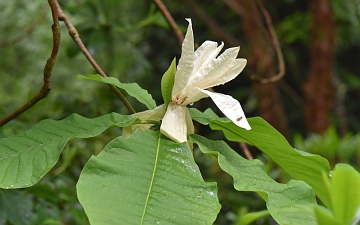 Magnolia parasolowata kwiat