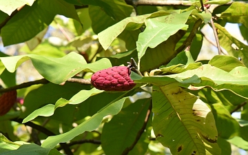 Magnolia parasolowata owoc