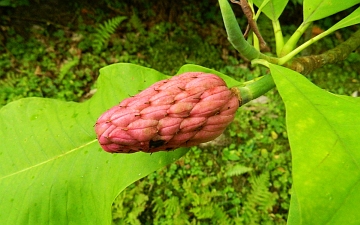 Magnolia parasolowata owoc