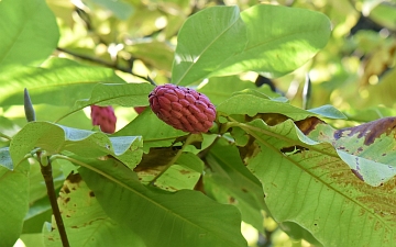 Magnolia parasolowata owoc