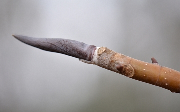 Magnolia parasolowata pąk