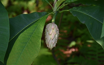 Magnolia parasolowata zielony owoc